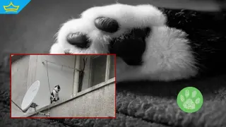 Котка на синджир на балкона: Съседи подават сигнали, но без резултат (видео)