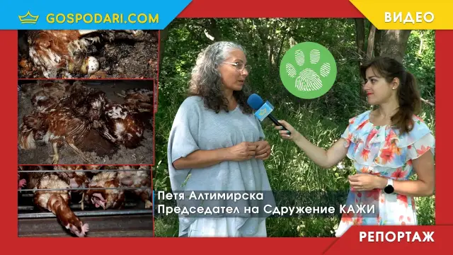 Международно разследване показва абсурдните условия, в които се отглеждат кокошки-носачки у нас (РЕПОРТАЖ)