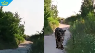 Специалисти от зоопарка във Варна се включват в издирването на хищника (видео)