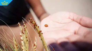 Калинки превзеха плажове в Северна Гърция