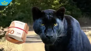 Ето колко струва да си купиш контрабандно дива котка