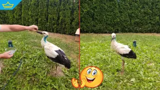 Спасиха щъркел, паднал от гнездото си край Етрополе