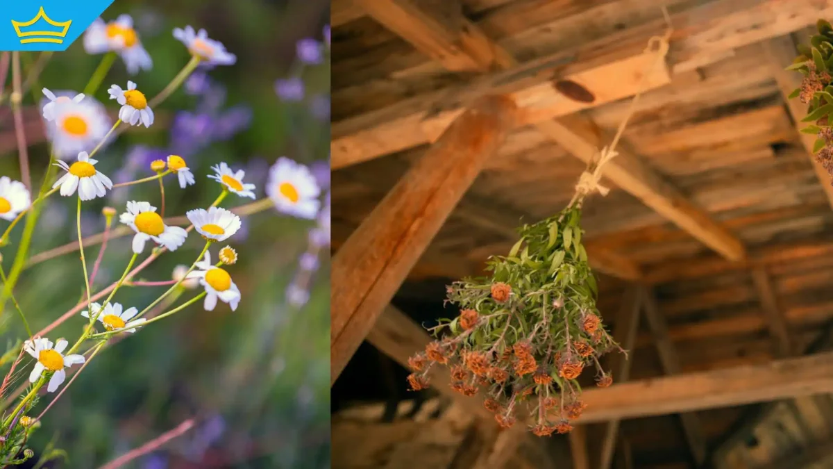 България изнася 90% от билките, които събира