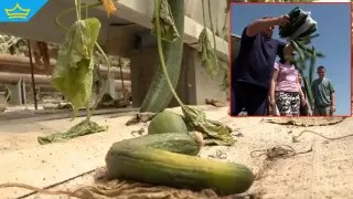 Производител на краставици унищожи продукцията си в знак на протест (видео)