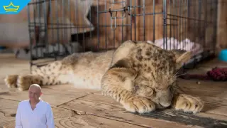 Мъж разказва как отгледал лъвица като домашен любимец: По-опасни са хората (видео)