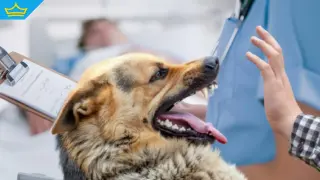 Куче е нахапало двама души в апартамент в столичния квартал „Люлин“