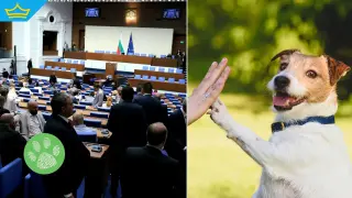 Народното събрание одобри на първо четене по-тежки наказания за зверства над животни