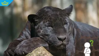 Проверки в Шумен не откриха клетки или животно – леопардът остава мистерия