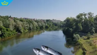 Започна разследване за замърсяване в река Марица заради мъртва риба