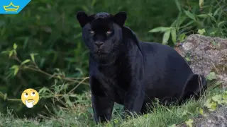 Полицията издирва собственика на черния леопард: Властите проверили двама души (видео)
