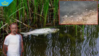 Откриха мъртва риба в река Марица, екоинспекцията подозира отравяне с пестициди (видео)