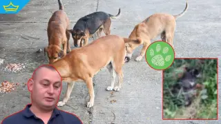 Жители на софийско село са заплашени от бездомни кучета, нападат деца и домашни любимци (видео)