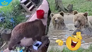 Две британски мечки избягаха от природен парк, преядоха с краден мед и припаднаха (видео)