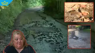 Вече три седмици улиците на Владая са залети с питейна вода (видео)