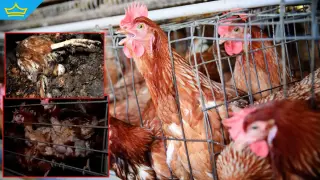 След ужасяващите разкрития БАБХ проверява всички ферми за кокошки-носачки в страната