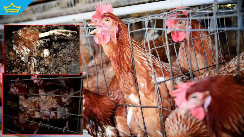 След ужасяващите разкрития БАБХ проверява всички ферми за кокошки-носачки в страната