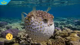 Тропически хищник изплува от Черно море край Севастопол