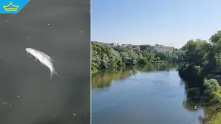 Откриха празни туби от препарати край Марица след масовата смърт на риба (видео)