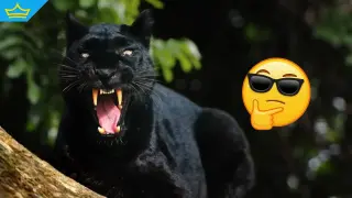 Мистичният черен леопард от Шумен стана знаменитост и в Румъния