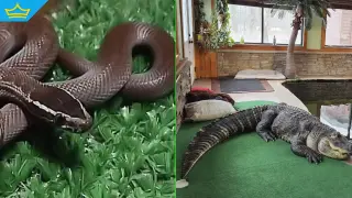 Закони само на хартия: Близо 20 000 диви животни се отглеждат като домашни любимци у нас