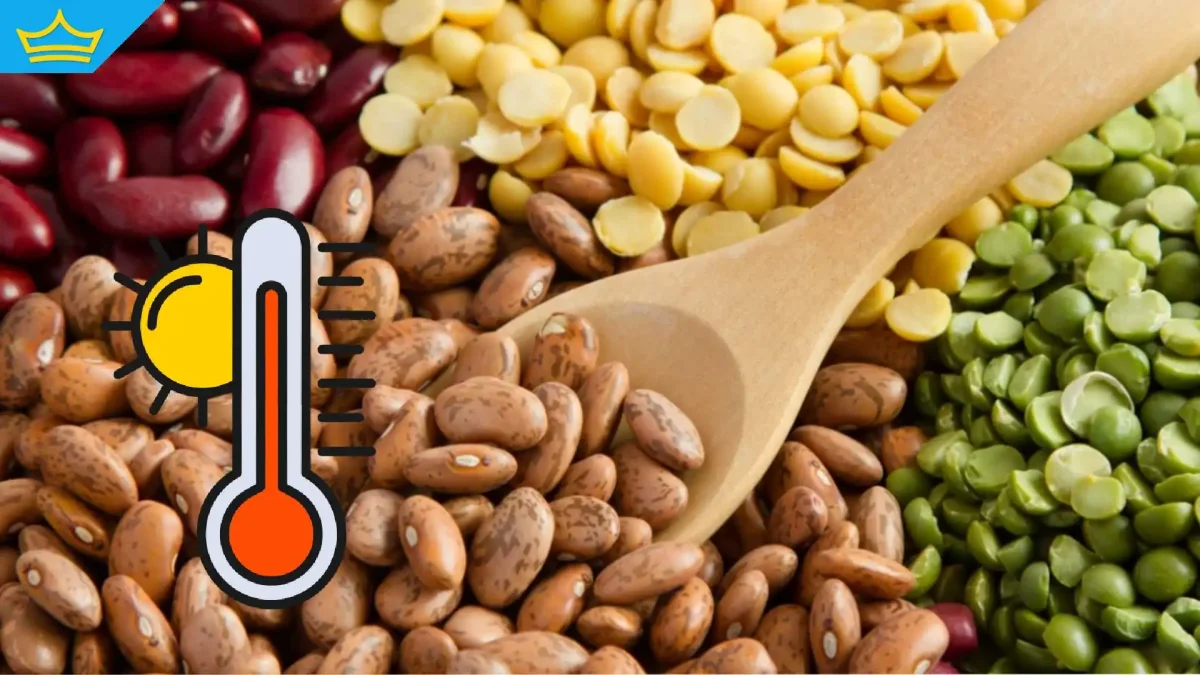 Сушата съсипа реколтата и от боб - ще внасяме уж традиционния продукт от чужбина