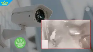 Полицията в Сливен издирва мъж, заснет да малтретира котка