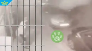 Задържан е мъжът, заснет да малтретира котка в Сливен