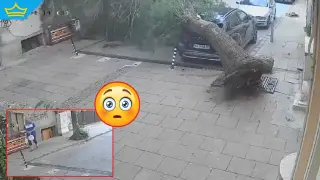 Жена се размина на косъм от падащо дърво в центъра на Благоевград (видео)