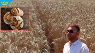 В Добруджа развиват земеделска "култура на бъдещето" от пшеница и ръж (видео)