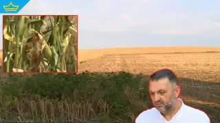 Сушата убива реколтите от царевица и слънчоглед в цялата страна (видео)