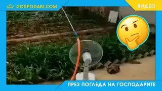 Дай на мързеливия работа, за да ти даде акъл (видео)
