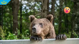 Мечка на разходка: Историите на зоопарк „Кайлъка“ впечатляват посетителите (видео)