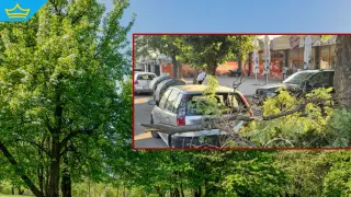 Клон на дърво се стовари върху автомобил в Пловдив