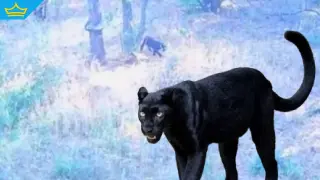 Директорът на ловешкия зоопарк обясни какво да правим, ако срещнем черния леопард (видео)