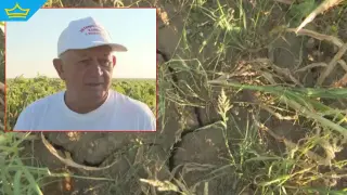 Жегата застрашава реколтата, фермери искат помощ от държавата (видео)