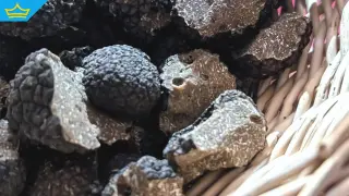 Черните трюфели в Родопите тази година са повече отвсякога