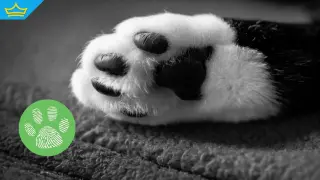 Полицията разследва смъртта на куче и пет котки в Петричко