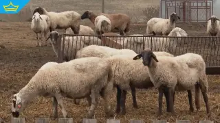 Вместо да загробват, ще изгарят избитите животни от заразените с шарка животни в Пловдивско