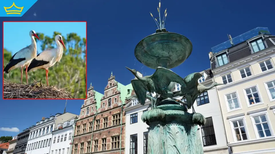 След като е смятан за изчезнал, белият щъркел се завръща в Дания