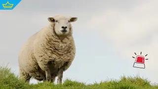 Почти 70 са засегнатите от шарка по дребните преживни животни стопанства у нас (видео)