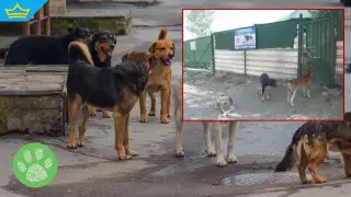 Жители на вилна зона край Враца излязоха на протест заради кучешки приют с над 300 животни (видео)