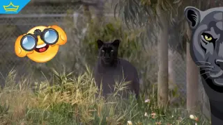 Черният леопард отново напомни за себе си