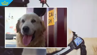 Кучето Танго се пенсионира след 10 години в борбата с наркотрафика (видео)