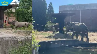 Софийската Зоологическа градина разхлажда обитателите си в жегите (видео)