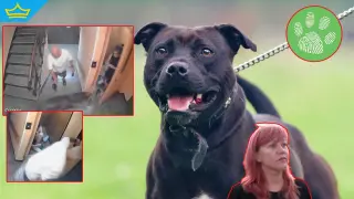 Питбул без намордник и каишка нападна малко куче и стопанката му в столичен блок (видео)