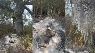600-годишен дъб е пострадал при пожарите в Западна България (видео)