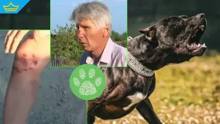 Питбул без намордник и каишка нападна семейство и тяхното куче в Бургаско (видео)