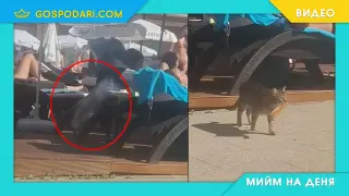 Мийм на деня: Когато си най-хитрият all inclusive посетител (видео)