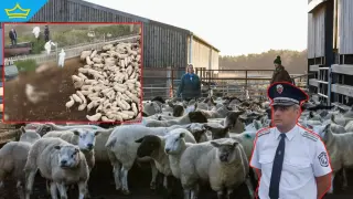 След забраната заради шарка започва акция срещу нелегалния превоз на преживни животни (видео)