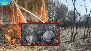 Доброволци спасяват диви животни след горските пожари (видео)